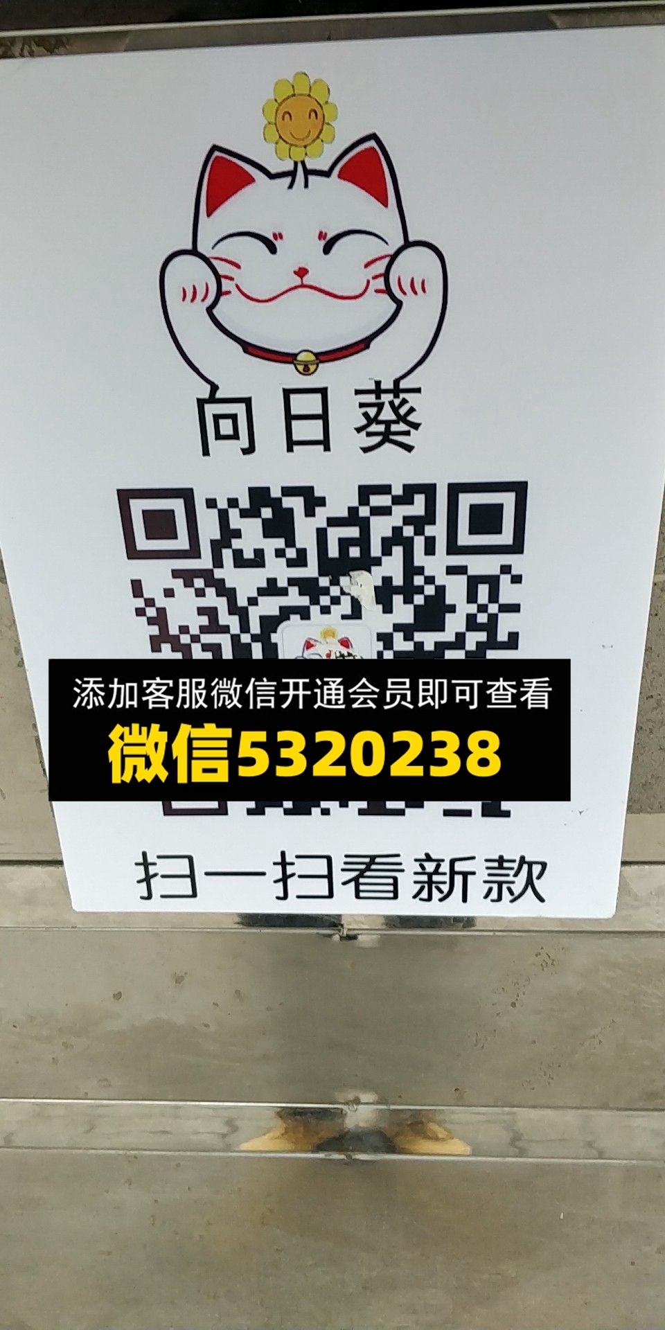 向日葵 向日葵