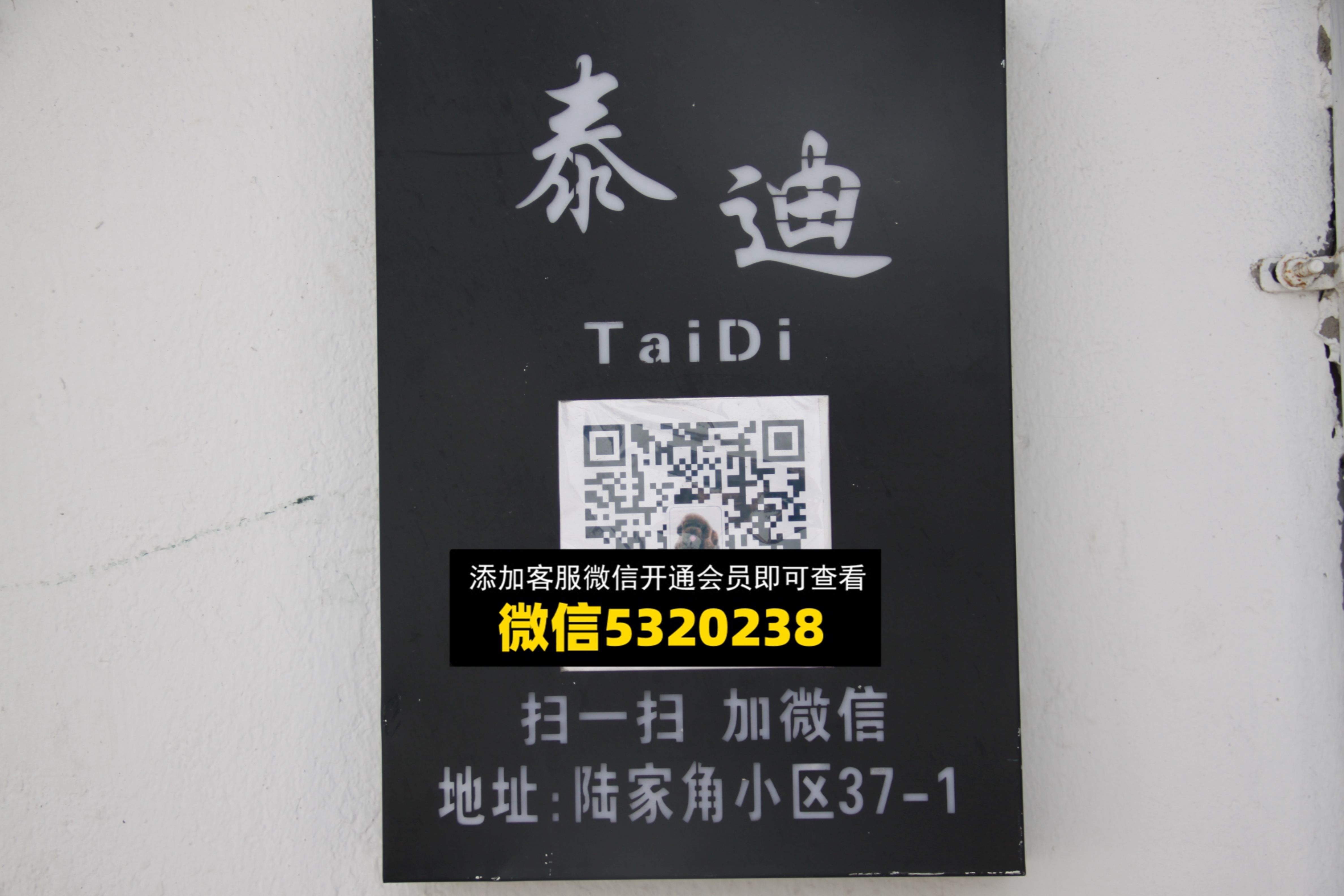 泰迪 泰迪