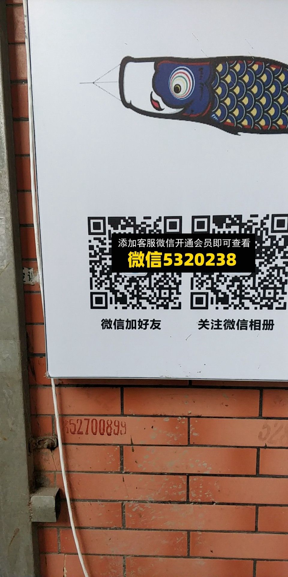 锦鲤